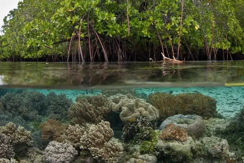 Eco Tour Mangrove Adventure