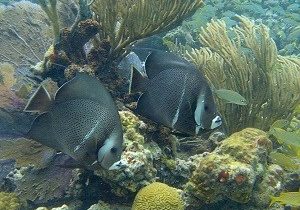 gray angel fish