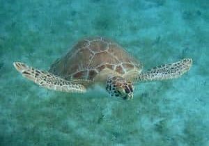 green turtle swimming