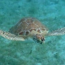 green turtle swimming