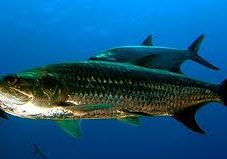 tarpon fish