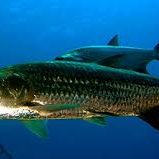 tarpon fish
