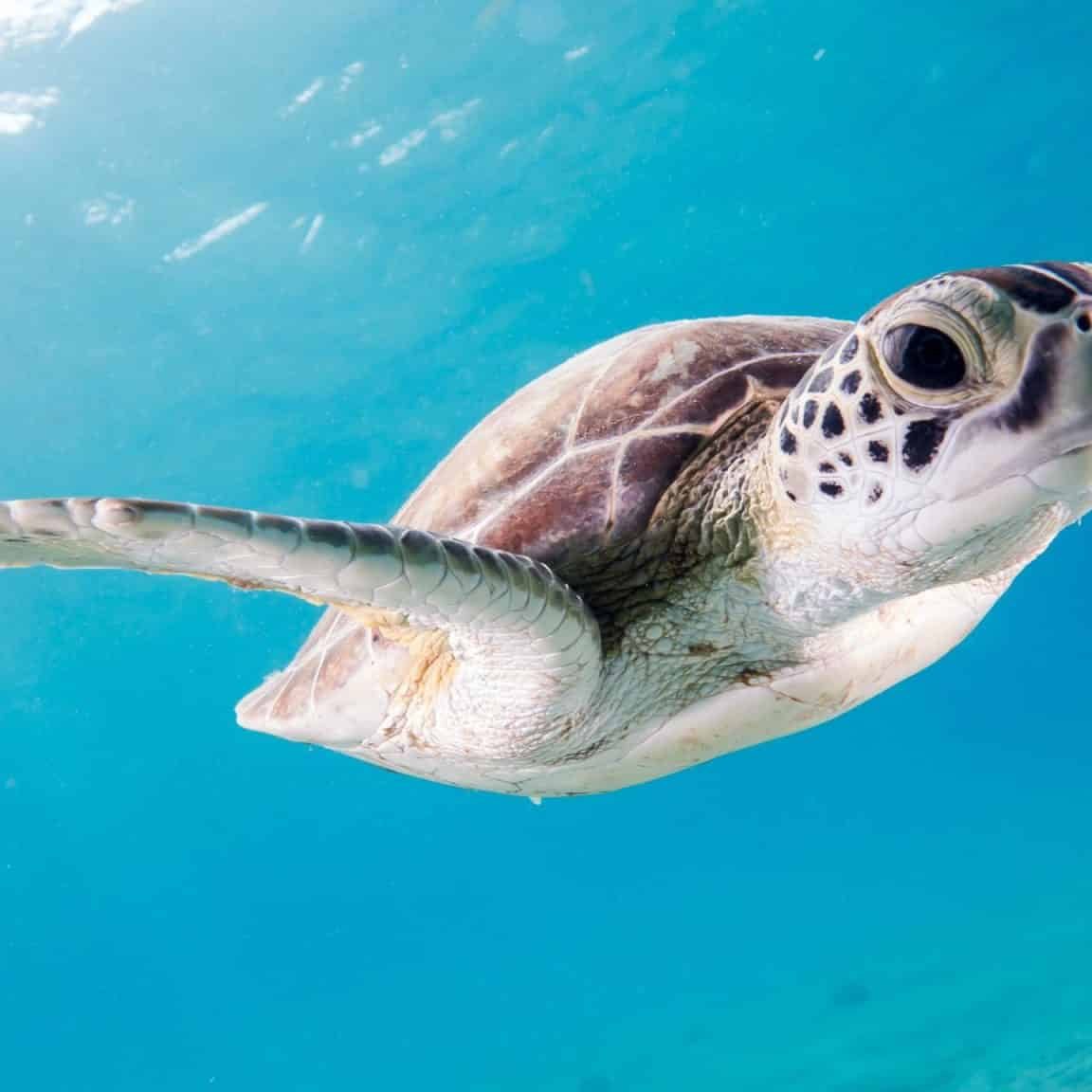 sea turtle